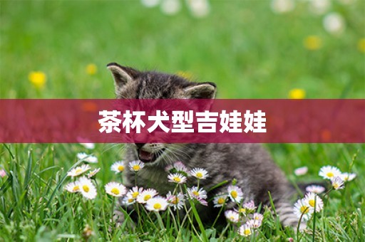 茶杯犬型吉娃娃