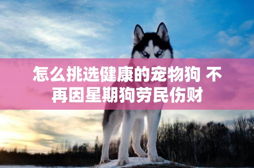 怎么挑選健康的寵物狗 不再因星期狗勞民傷財