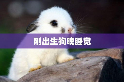 剛出生狗晚睡覺