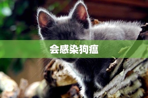 會感染狗瘟