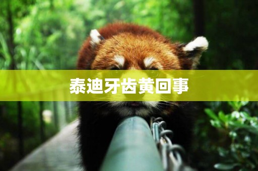 泰迪牙齒黃回事