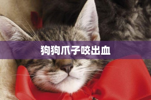 狗狗爪子咬出血