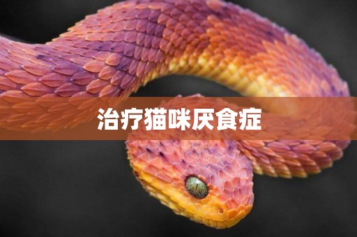 治療貓咪厭食癥