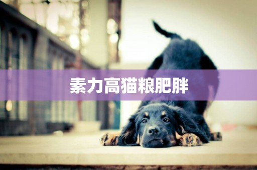 素力高貓糧肥胖