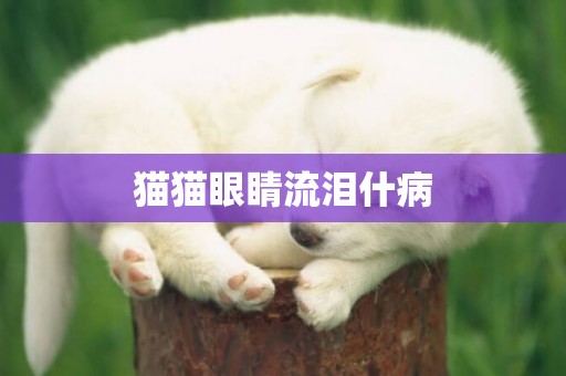 貓貓眼睛流淚什病