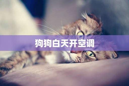 狗狗白天開空調