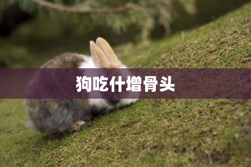 狗吃什增骨頭