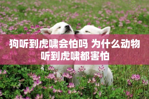 狗聽到虎嘯會怕嗎 為什么動物聽到虎嘯都害怕