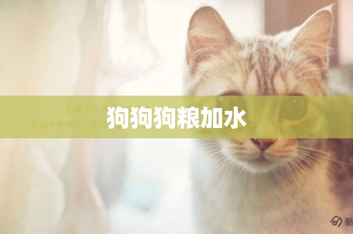 狗狗狗糧加水