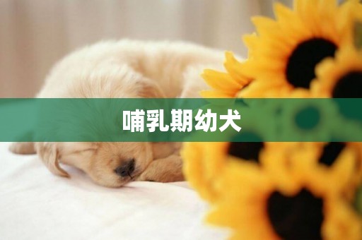 哺乳期幼犬