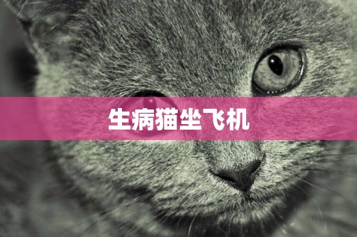 生病貓坐飛機