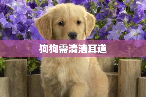 狗狗需清潔耳道