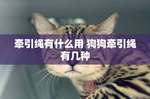 牽引繩有什么用 狗狗牽引繩有幾種