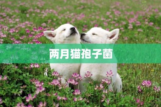 兩月貓孢子菌