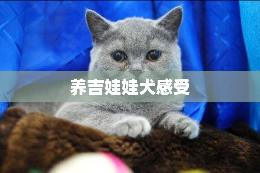養吉娃娃犬感受