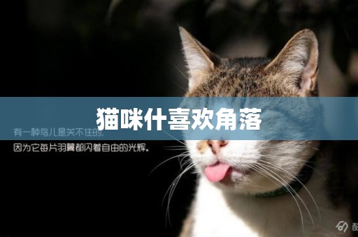 貓咪什喜歡角落