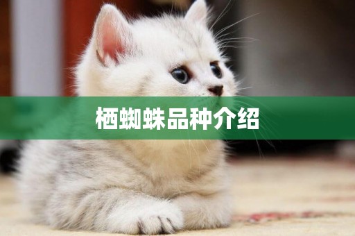 棲蜘蛛品種介紹