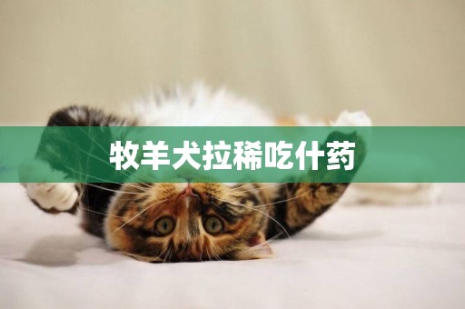 牧羊犬拉稀吃什藥