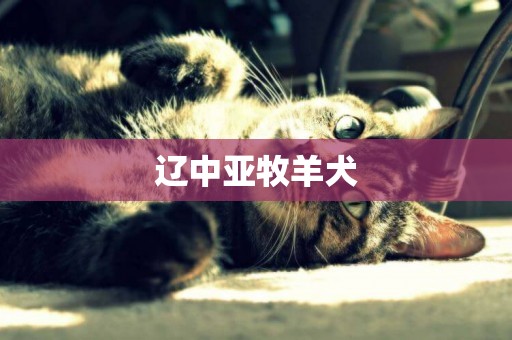 遼中亞牧羊犬