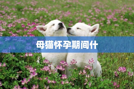 母貓懷孕期間什