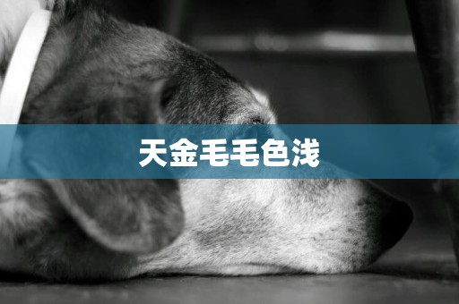 天金毛毛色淺