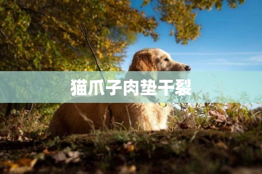 貓爪子肉墊干裂