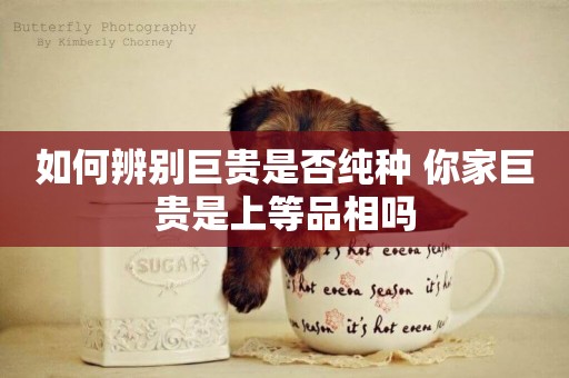 如何辨別巨貴是否純種 你家巨貴是上等品相嗎