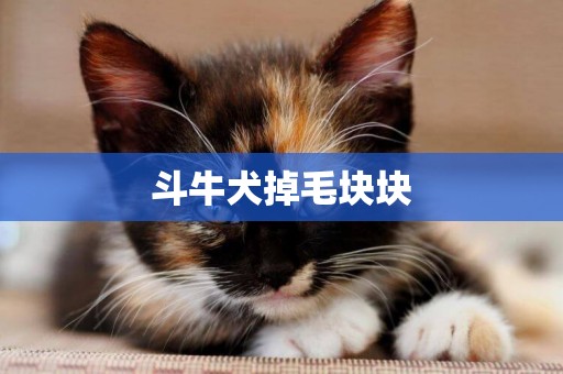 斗牛犬掉毛塊塊