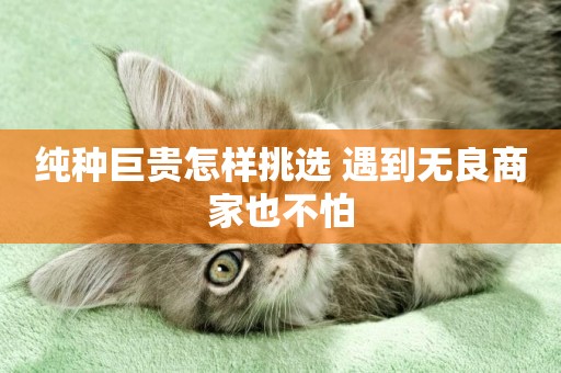 純種巨貴怎樣挑選 遇到無良商家也不怕