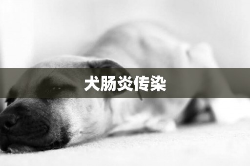 犬腸炎傳染