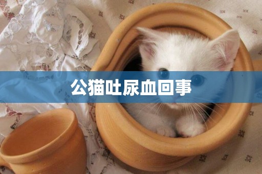 公貓吐尿血回事
