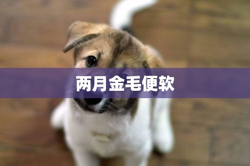 兩月金毛便軟