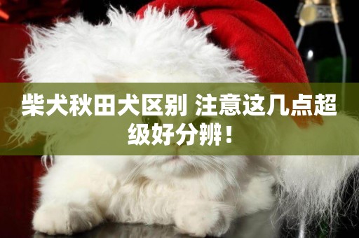 柴犬秋田犬區別 注意這幾點超級好分辨！
