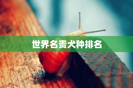 世界名貴犬種排名