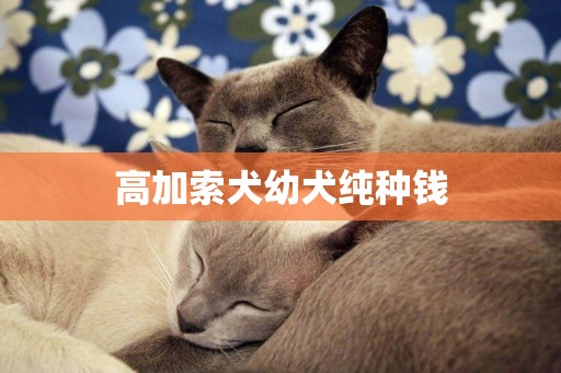 高加索犬幼犬純種錢