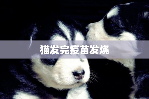 貓發完疫苗發燒