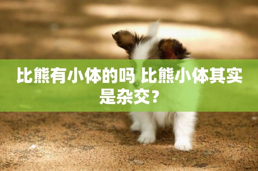比熊有小體的嗎 比熊小體其實是雜交？