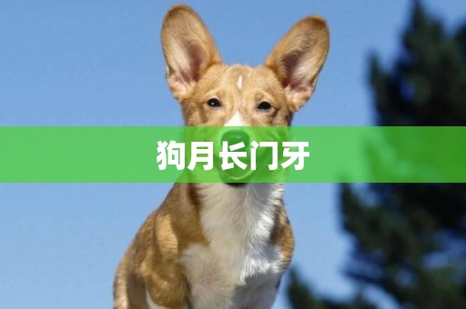 狗月長門牙