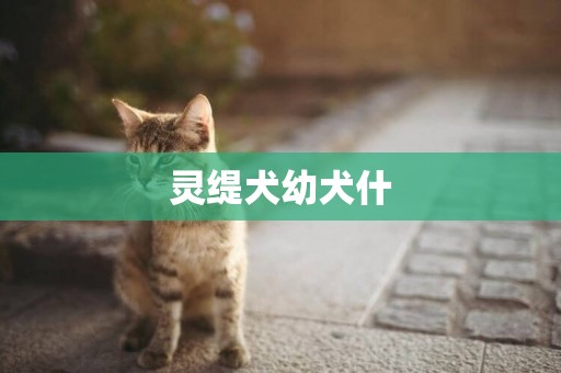 靈緹犬幼犬什