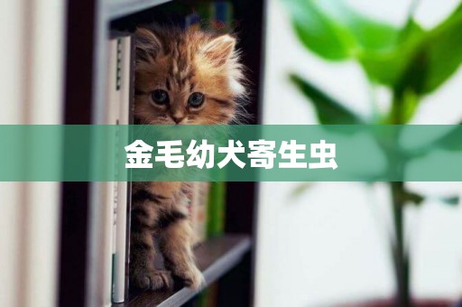 金毛幼犬寄生蟲