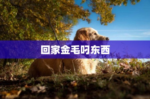回家金毛叼東西