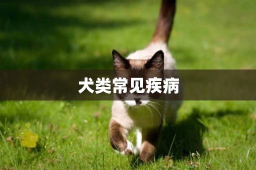 犬類常見疾病