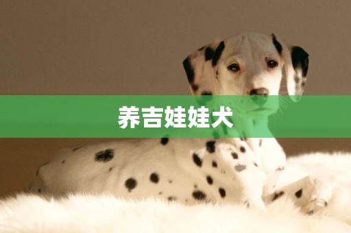 養吉娃娃犬