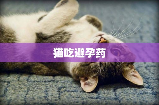 貓吃避孕藥