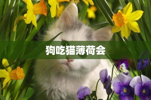 狗吃貓薄荷會