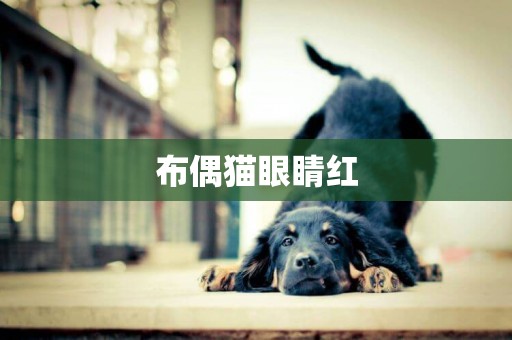 布偶貓眼睛紅