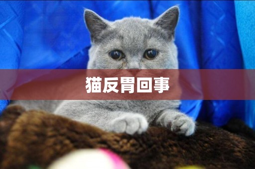 貓反胃回事
