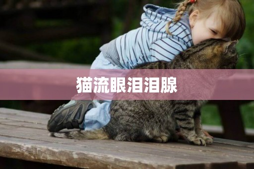 貓流眼淚淚腺