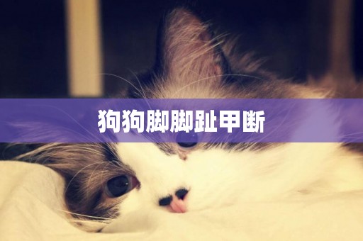 狗狗腳腳趾甲斷