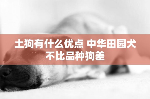 土狗有什么優點 中華田園犬不比品種狗差